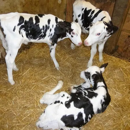 Bed & Breakfast Chambres A La Ferme Keramis *